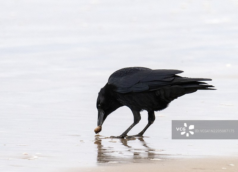 一只腐尸乌鸦（Corvus corone）在英国诺森伯兰的班布里海滩上观察一个海贝壳。图片素材