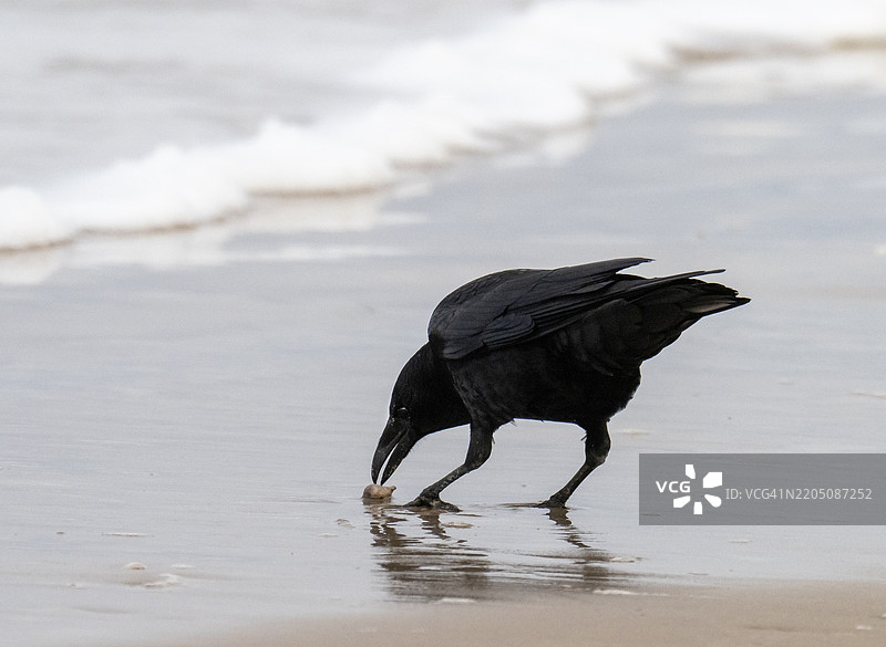 一只腐尸乌鸦（Corvus corone）在英国诺森伯兰的班布里海滩上观察一个海贝壳。图片素材