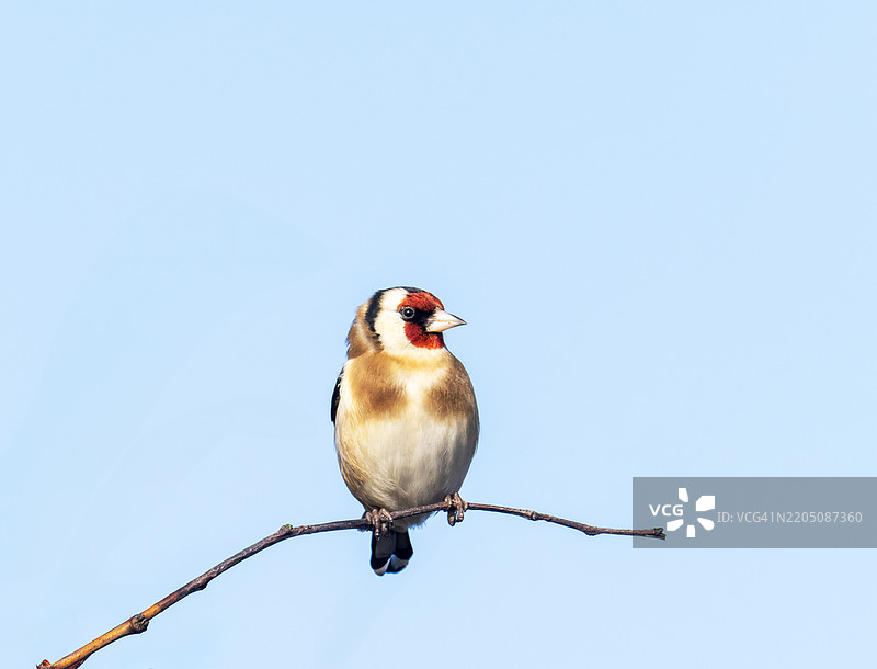 在英国坎布里亚的沃尔尼岛上的金翅雀（Carduelis carduelis）。图片素材