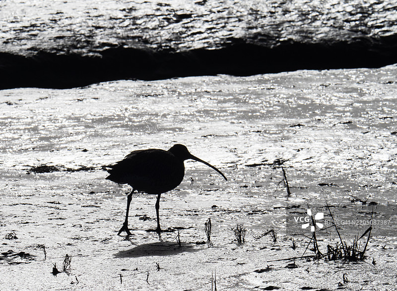 一只逆光的欧亚鹤，Numenius arquata，在英国坎布里亚的巴罗因弗内斯的泥滩上觅食。图片素材