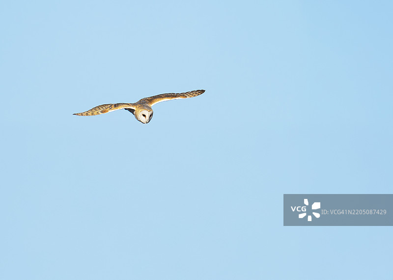 在英国坎布里亚的沃尔尼岛上，一只 barn owl（学名：Tyto alba）。图片素材