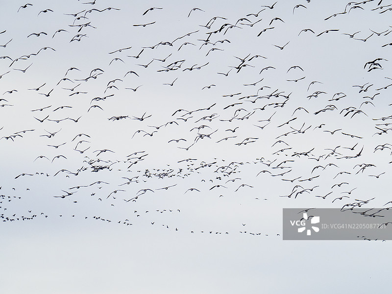 一群粉脚鹅（Anser brachyrhynchus）在英国兰开夏郡的马丁梅尔。图片素材