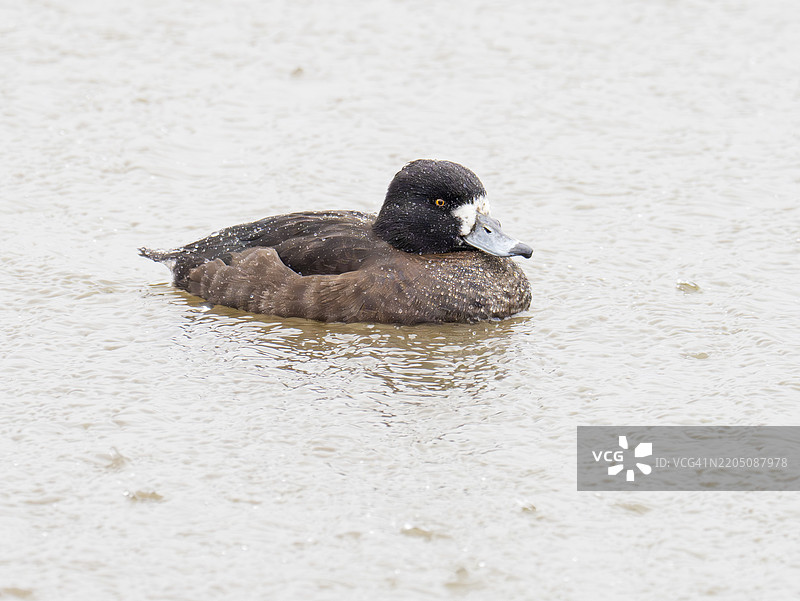 英国格洛斯特郡的野禽与湿地信托斯林布里奇的雌性冠鸭，学名Aythya fuligula。图片素材