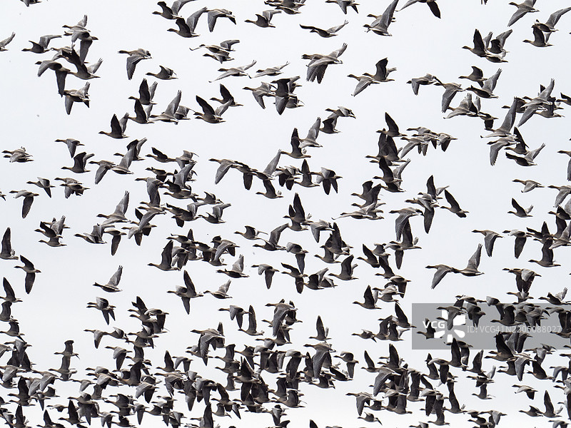 一群粉脚鹅，学名Anser brachyrhynchus，位于英国兰开夏的马丁梅尔。图片素材