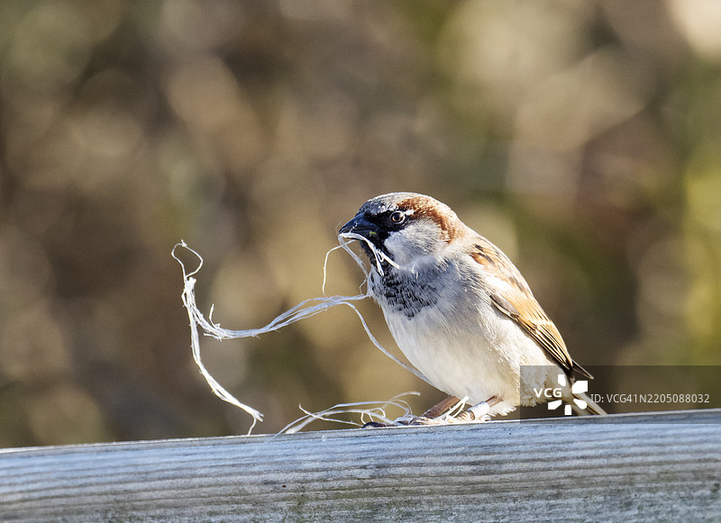 一只雄性家麻雀（Passer domesticus）在英国坎布里亚的沃尔尼岛上叼着筑巢材料。图片素材