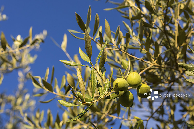 橄榄在橄榄树（Olea europaea）上成熟，意大利托斯卡纳，欧洲图片素材