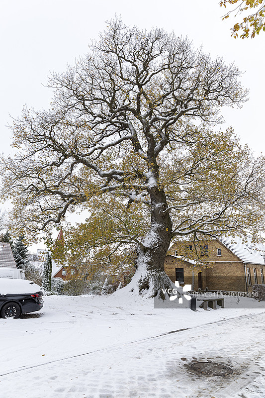 自然遗迹，雪中的米勒橡树，古老的橡树（栎树），克吕茨，梅克伦堡-前波美拉尼亚，德国，欧洲图片素材