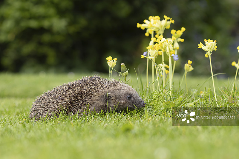 成年欧洲刺猬（Erinaceus europaeus）在英格兰、英国、欧洲的春季花园草坪上与黄花鸢尾花同处。图片素材