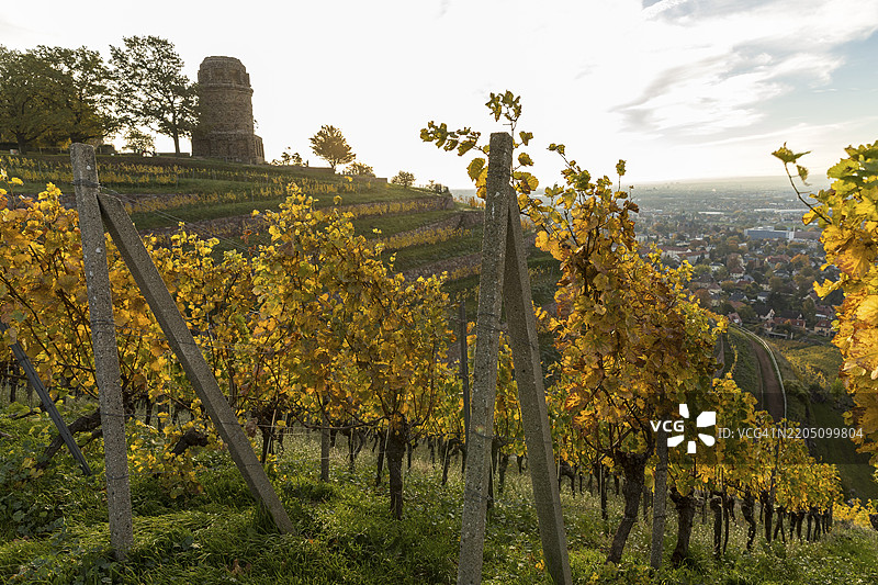 秋季的奥伯勒斯尼茨葡萄园中的比斯马克塔，日出时分，德国萨克森州拉德博伊尔，欧洲图片素材