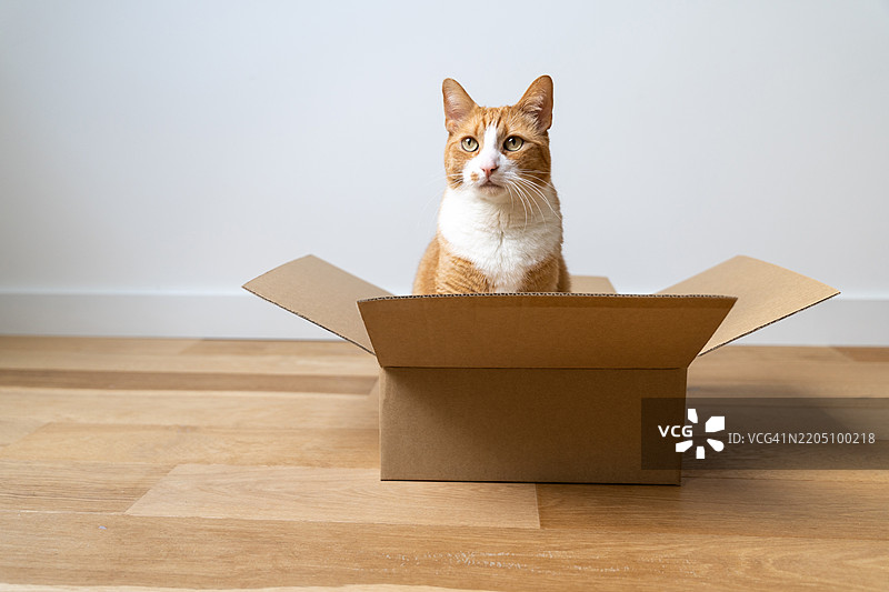 好奇的姜色虎斑家猫与包裹箱互动图片素材