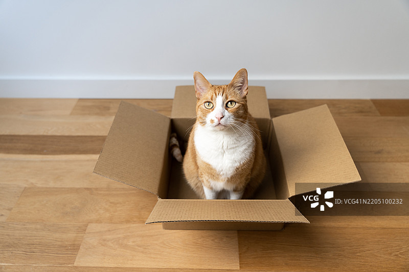好奇的姜色虎斑家猫与包裹箱互动图片素材