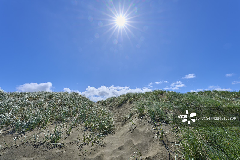 阳光明媚的沙丘上长满了草，清澈的天空下，贝瑟尔斯海滩，特亨加，奥克兰，新西兰，大洋洲图片素材