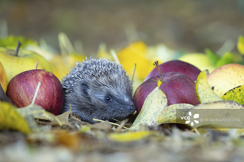 成年欧洲刺猬（Erinaceus europaeus）在英国秋季花园草坪上落下的苹果中。图片素材