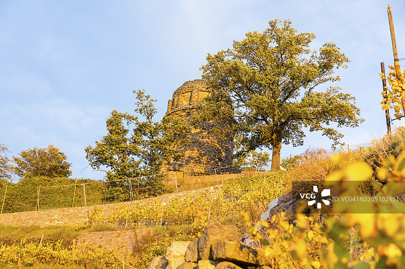 比斯马克塔在秋季葡萄园中的晨光下，拉德博伊尔，萨克森，德国，欧洲图片素材