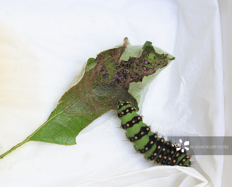 小帝王蛾（Saturnia pavonia）幼虫的繁殖，未完成的茧，位于德国下萨克森的苹果叶上，欧洲图片素材