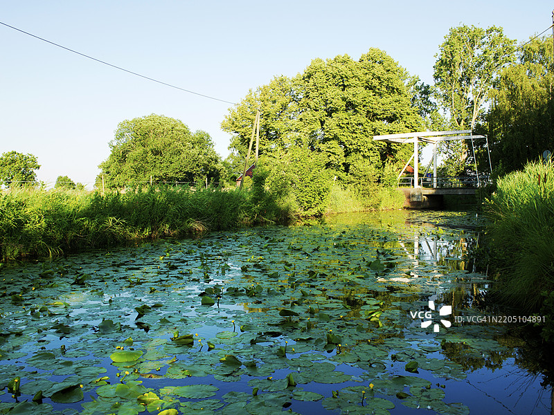 黄色睡莲，过度生长，主运河，升降桥，瓦尔辛斯费恩，东弗里斯兰，德国，欧洲图片素材