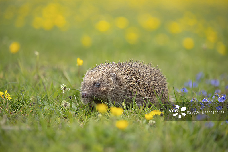 欧洲刺猬（Erinaceus europaeus）成年动物在春季的草地上，周围盛开着黄花和速生草，英格兰，英国，欧洲图片素材