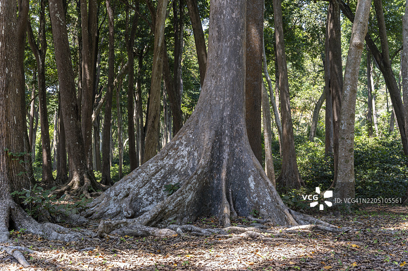 安达曼帕道克树，拉达那加尔海滩，哈夫洛克岛，斯瓦拉杰岛，安达曼和尼科巴群岛图片素材