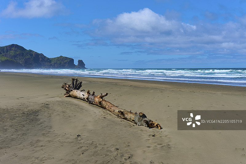 位于新西兰奥克兰特亨加的贝塞尔海滩，安静的海滩上有宽阔的沙丘和蓝天的树干图片素材