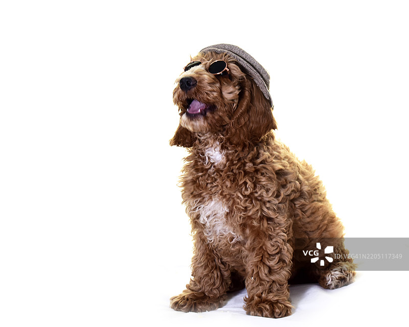 戴着眼镜和帽子的酷酷的可卡犬小狗图片素材