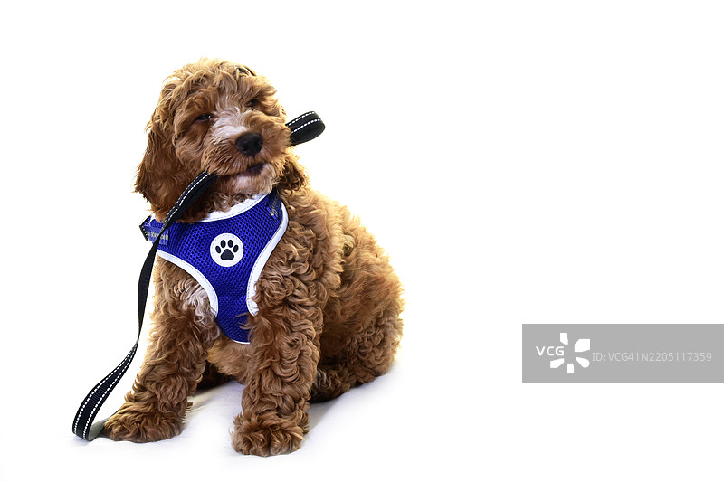 训练穿着背带和牵引绳的可卡犬小狗图片素材