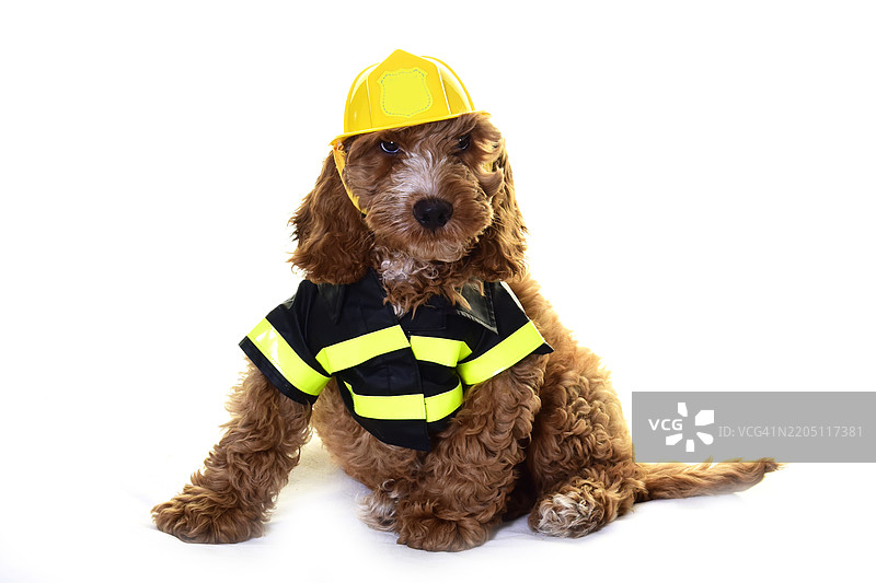 紧急服务消防员可卡犬小狗图片素材