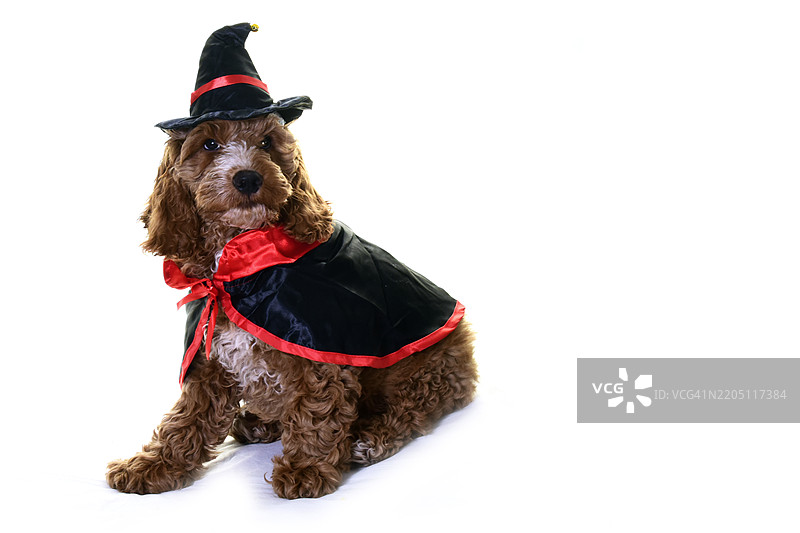 万圣节装扮的可卡犬小狗图片素材