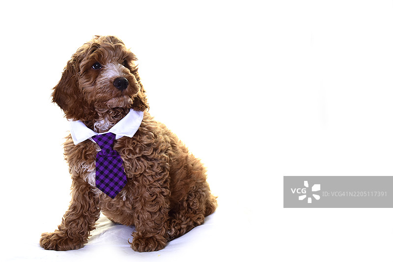 白领工作者与可卡犬小狗图片素材