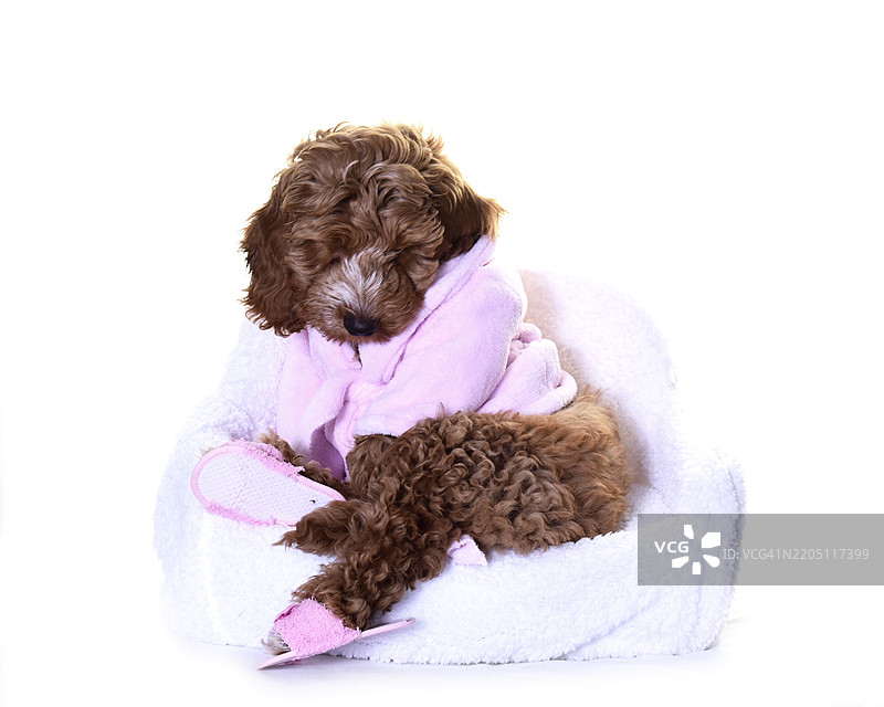 可爱的小可卡犬小狗穿着浴袍图片素材