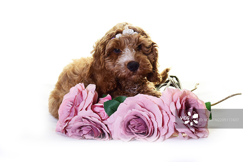 可爱的小可卡犬小狗穿着服装图片素材