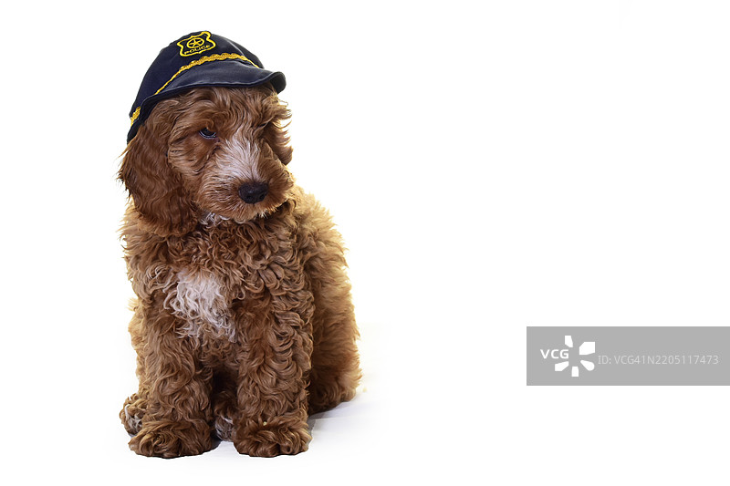 警帽上的可卡犬小狗图片素材