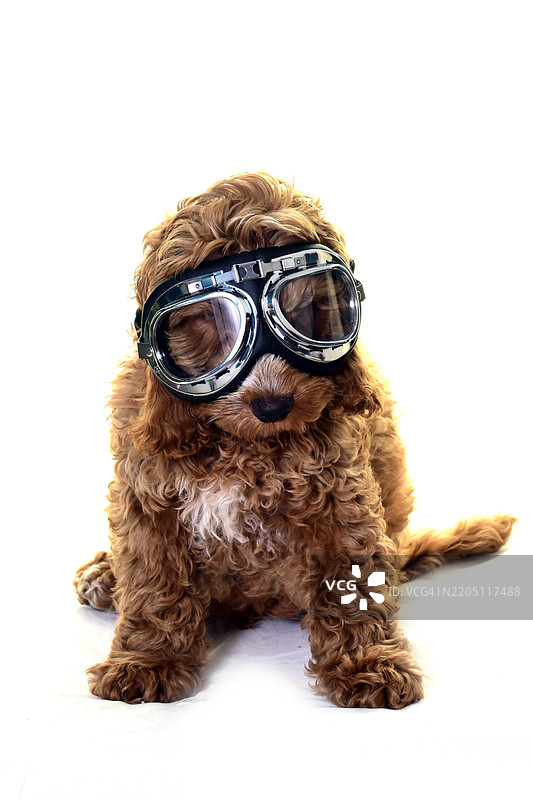 可爱的小可卡犬小狗穿着服装图片素材
