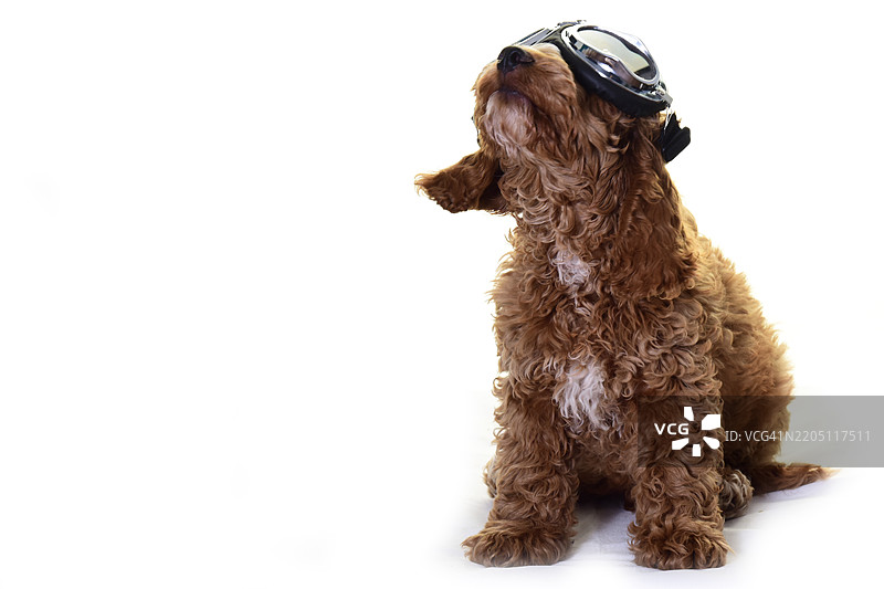 可爱的小可卡犬小狗穿着服装图片素材