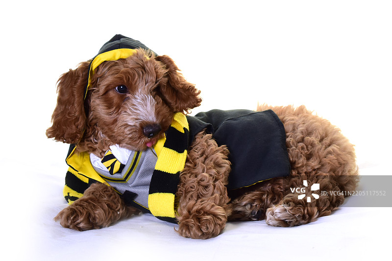 可爱的小可卡犬小狗穿着服装图片素材