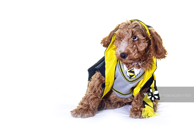 可爱的小可卡犬小狗穿着服装图片素材