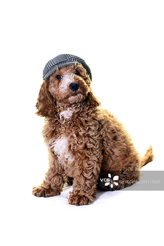 戴着平顶帽的可卡犬小狗图片素材