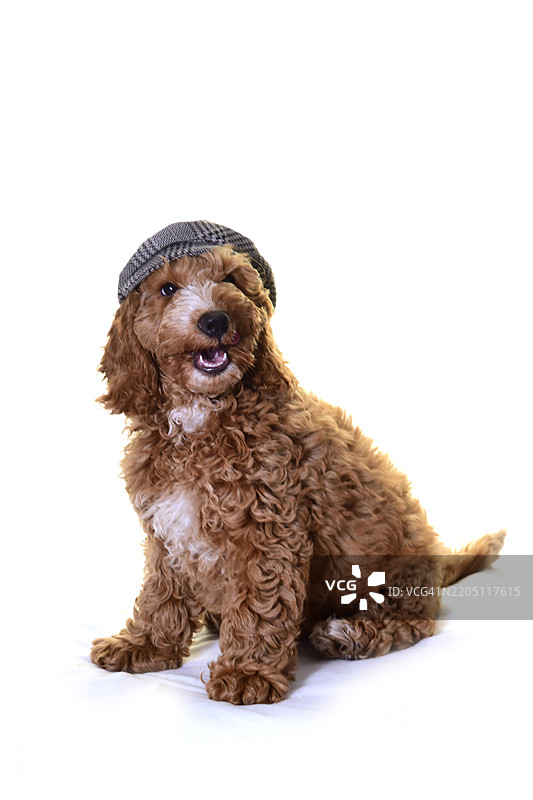 戴着平顶帽的可卡犬小狗图片素材