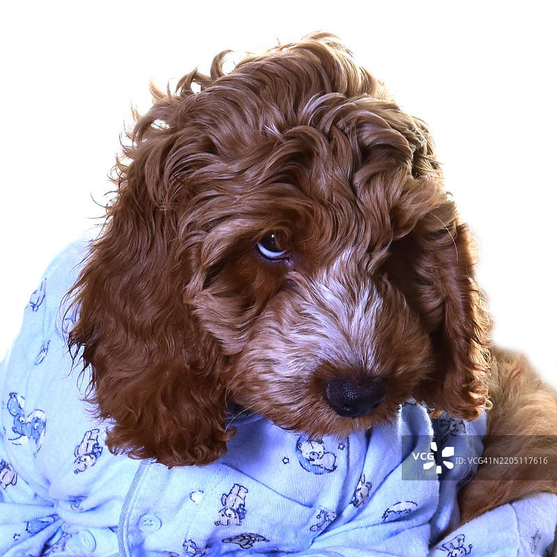穿着睡衣和浴袍的睡前可卡犬小狗图片素材