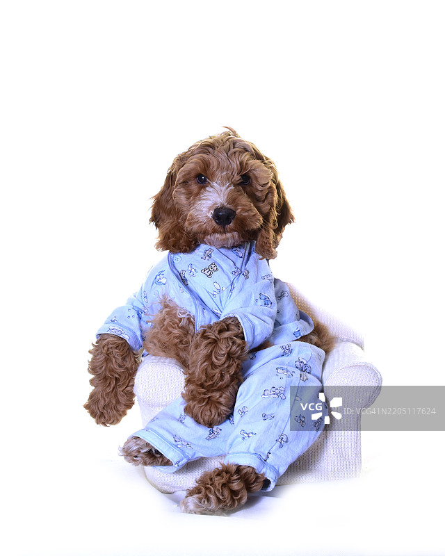 穿着睡衣和浴袍的睡前可卡犬小狗图片素材