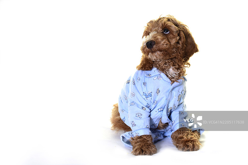 穿着睡衣和浴袍的睡前可卡犬小狗图片素材