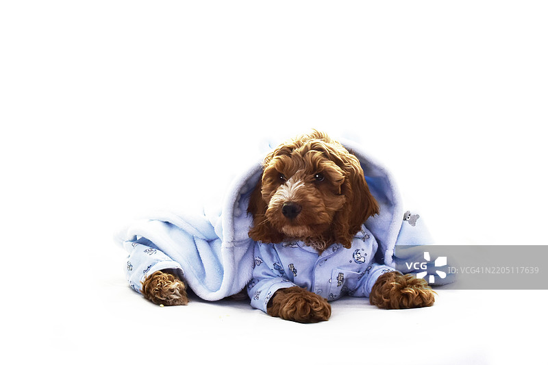 穿着睡衣和浴袍的睡前可卡犬小狗图片素材