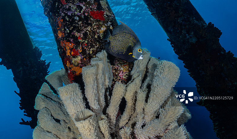 在博内尔的盐码头，一只法国天使鱼图片素材