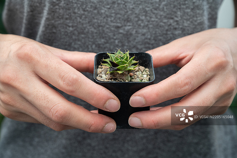 裁剪的镜头显示一位女性手持患有炭疽病的Obregonia denegrii仙人掌。图片素材