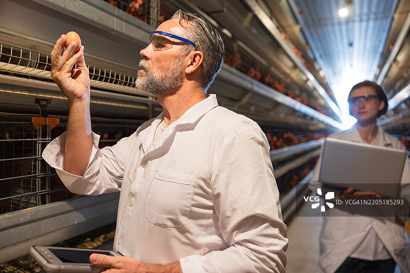 经验丰富的农场兽医在禽类农场检查新鲜鸡蛋的质量和安全，进行专业的食品行业检查以维持健康标准和生物安全。图片素材