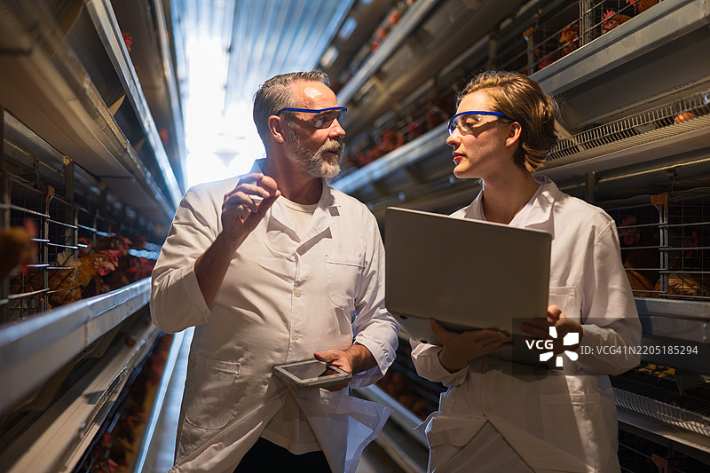 经验丰富的农场兽医在禽类养殖场检查新鲜鸡蛋的质量和安全，进行专业的食品行业检查以维护健康标准和生物安全。图片素材