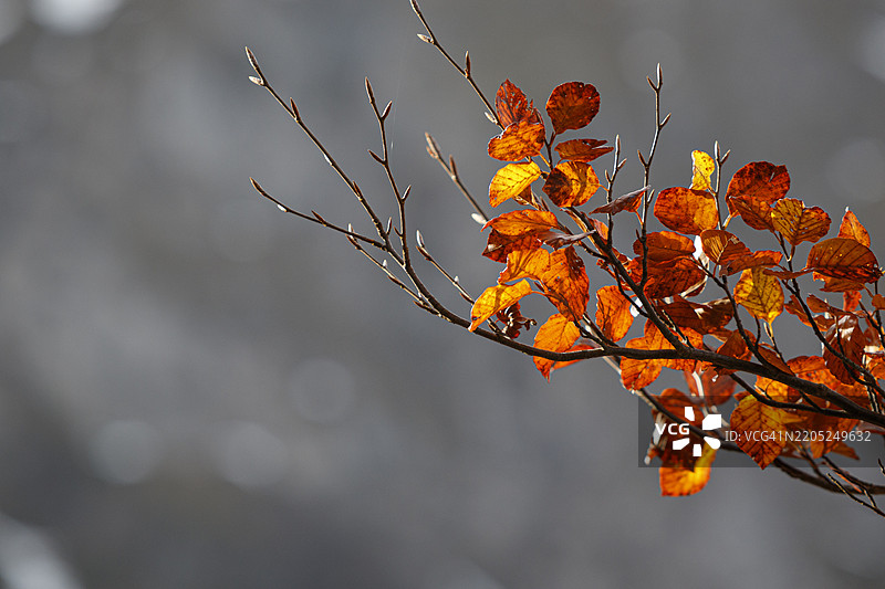 秋日阳光下的山毛榉树叶图片素材
