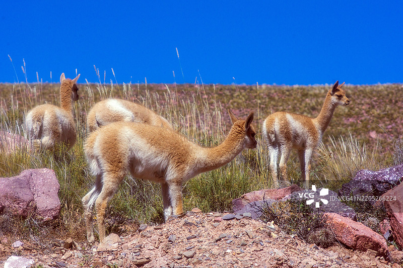 在胡马瓦卡，胡胡伊省的维库尼亚漫游图片素材
