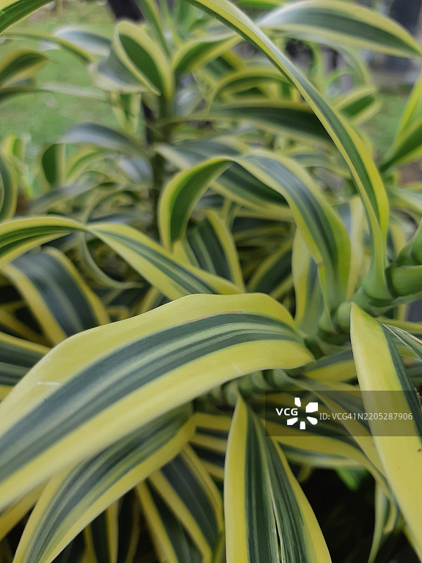 龙血树叶子图片素材