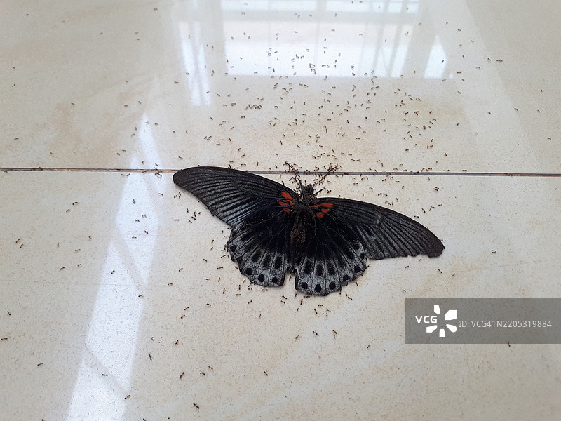 死去的黑暗蝴蝶躺在瓷砖地板上，周围有蚂蚁。图片素材