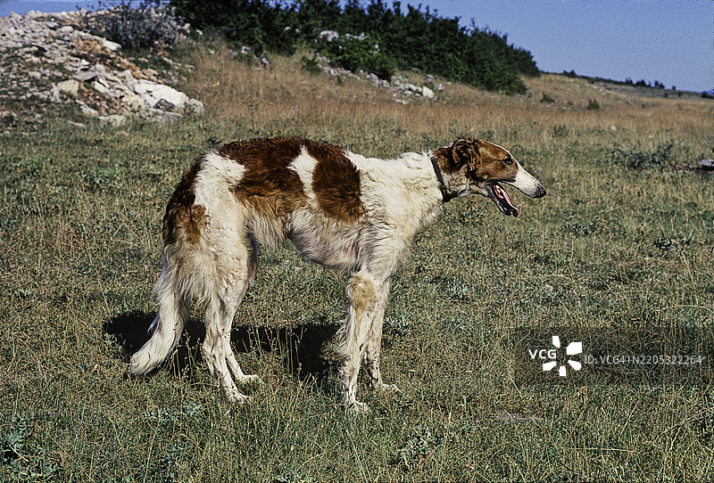 家犬（巴尔佐伊，俄罗斯猎犬）图片素材